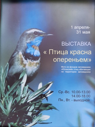 Фотовыставка «Птица красна опереньем» Фотовыставка «Птица красна опереньем»